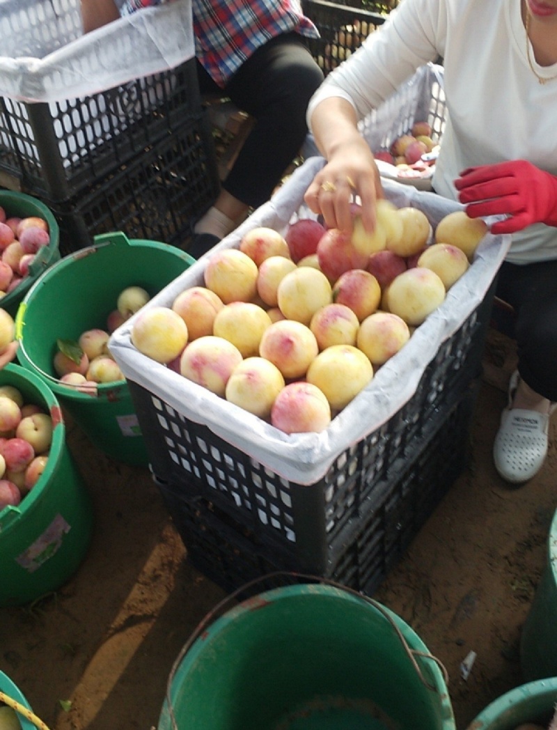 陕西大荔金秋红李子开始装货，需要的市场朋友联系。