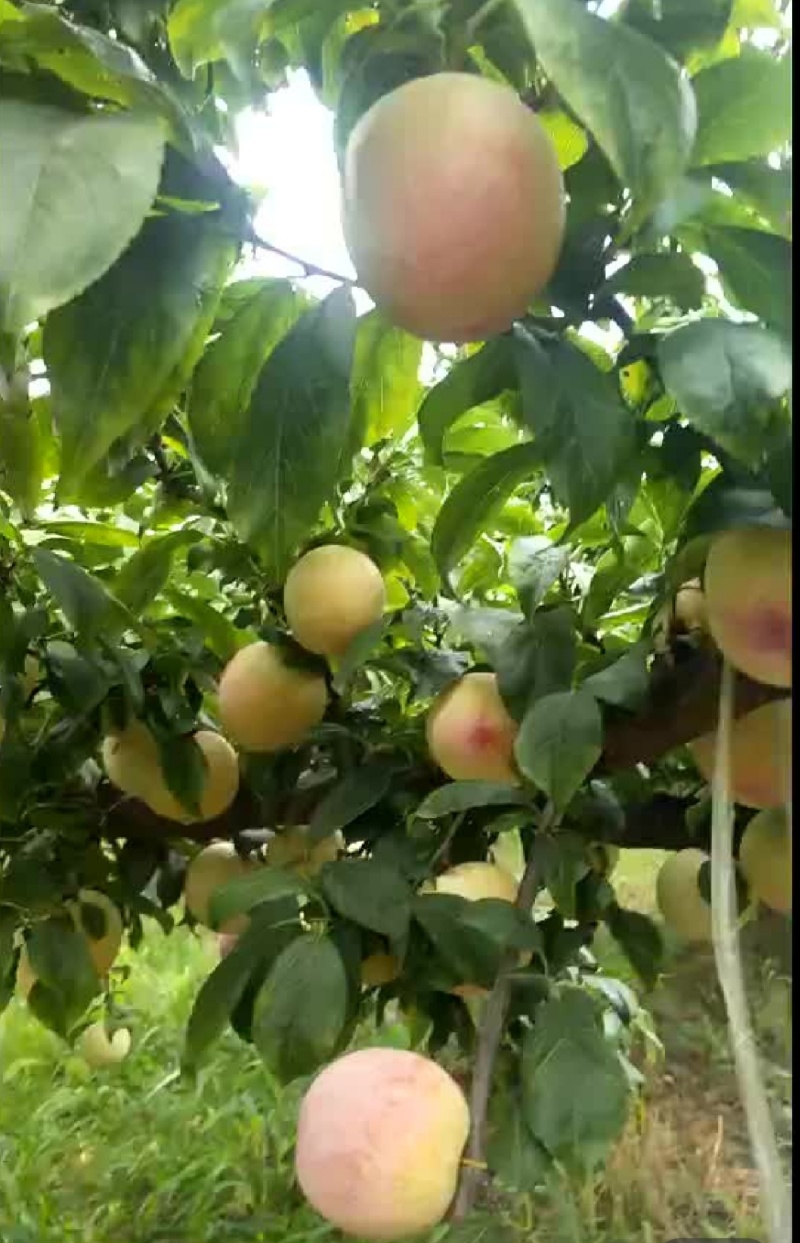 陕西大荔金秋红李子开始装货，需要的市场朋友联系。
