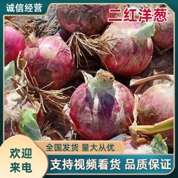 甘肃二红洋葱大量供应基地直供品质保障/量大优惠全国发货