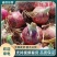 甘肃二红洋葱大量供应基地直供品质保障/量大优惠全国发货