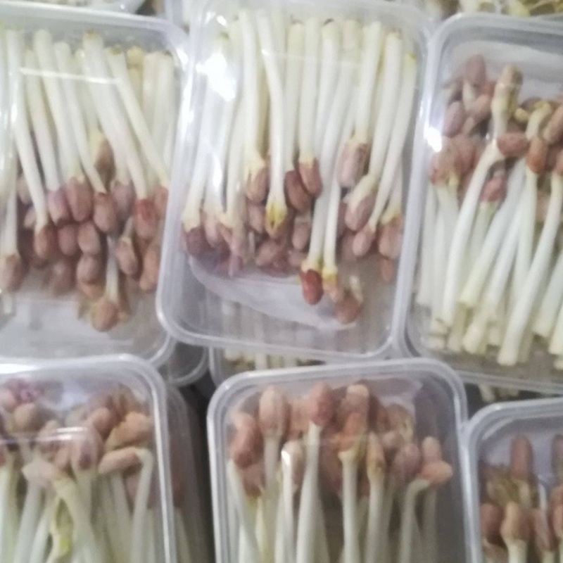 花生芽专用花育9616花生芽苗菜专用