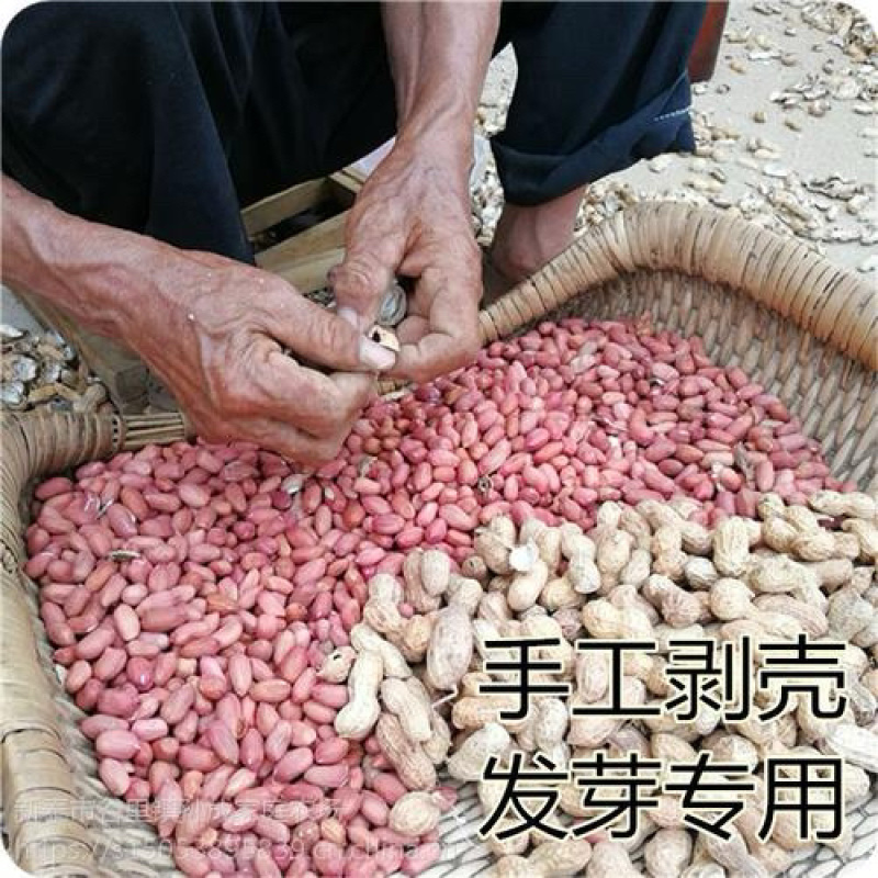 花生芽专用花育9616花生芽苗菜专用