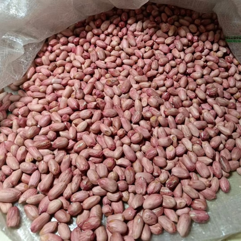 花生芽专用花育9616花生芽苗菜专用