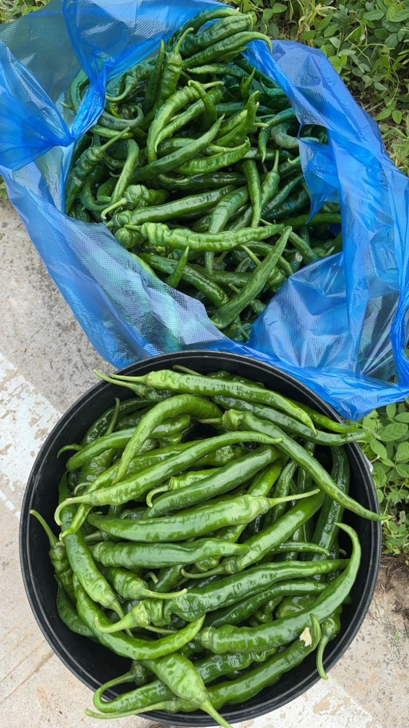 大量批发长茄啦🍆