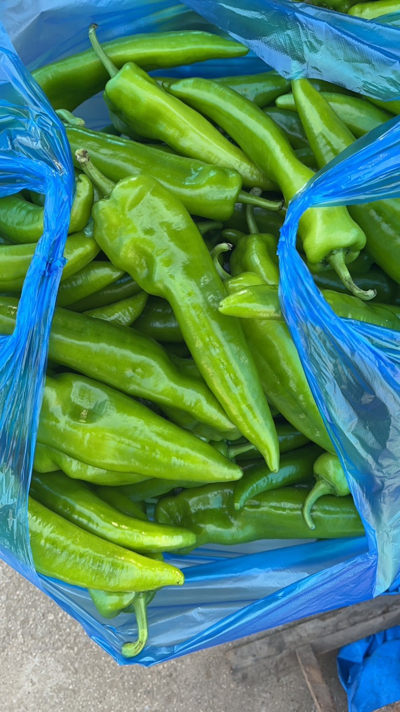大量批发长茄啦🍆