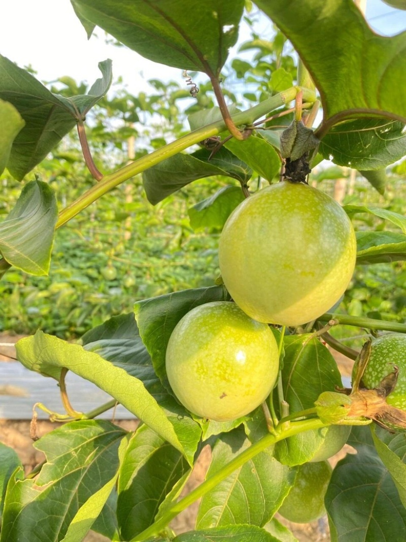 黄金百香果5斤新鲜水果钦蜜9号当季黄皮西番莲整箱包邮