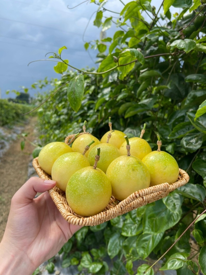 黄金百香果5斤新鲜水果钦蜜9号当季黄皮西番莲整箱包邮