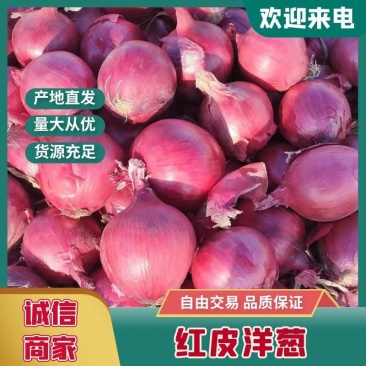 甘肃精品红皮洋葱现货现发/产地直供货源充足/欢迎来电洽谈