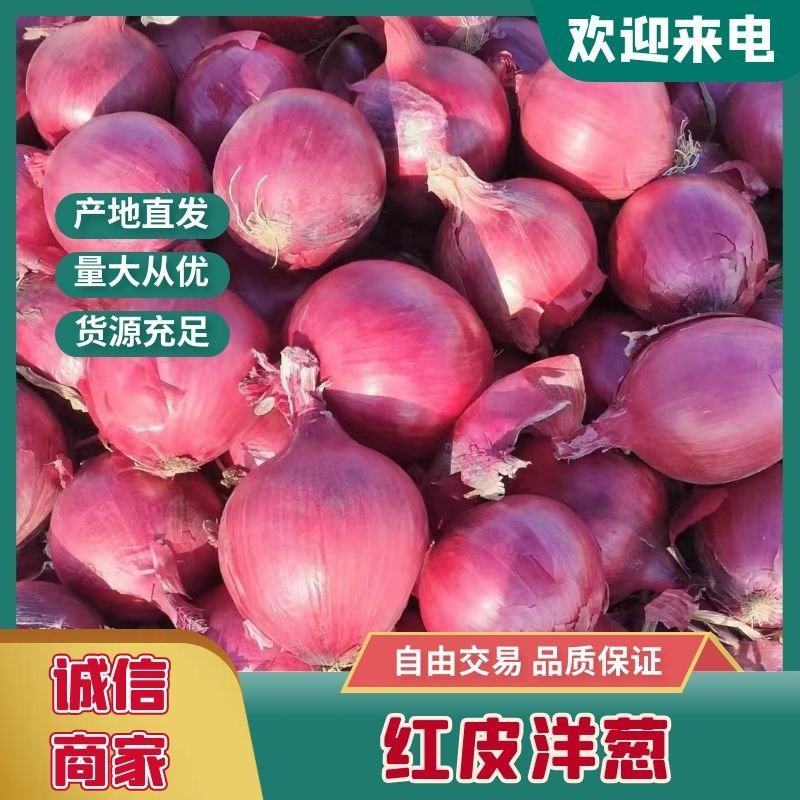 甘肃精品红皮洋葱现货现发/产地直供货源充足/欢迎来电洽谈