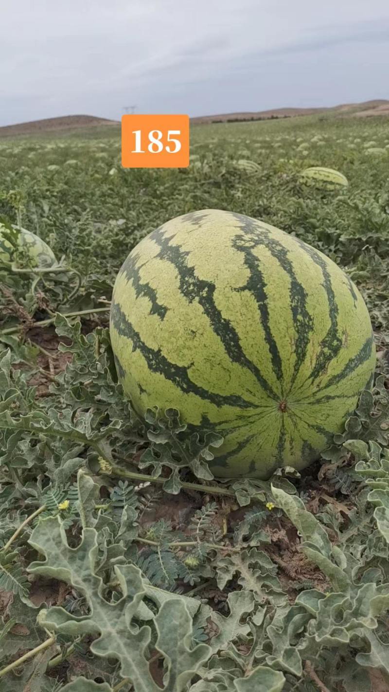 《西瓜》新疆西瓜/哈密西瓜/京城5号西瓜/整车发货