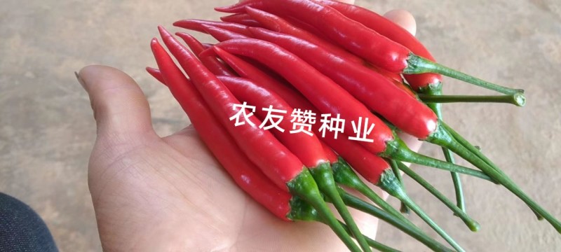 椒天下朝天椒种子大号单生朝天椒大果小米辣椒种子泰国进口