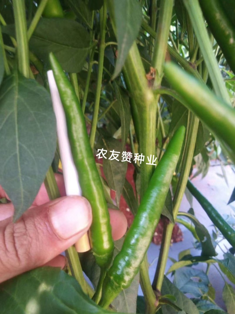 椒天下朝天椒种子大号单生朝天椒大果小米辣椒种子泰国进口