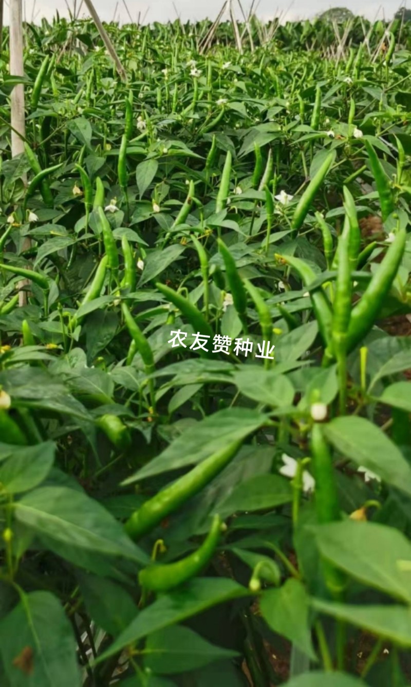 椒天下朝天椒种子大号单生朝天椒大果小米辣椒种子泰国进口