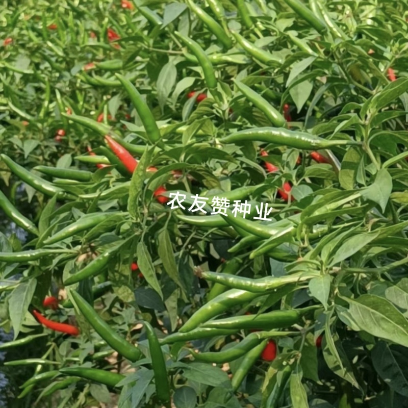 椒天下朝天椒种子大号单生朝天椒大果小米辣椒种子泰国进口