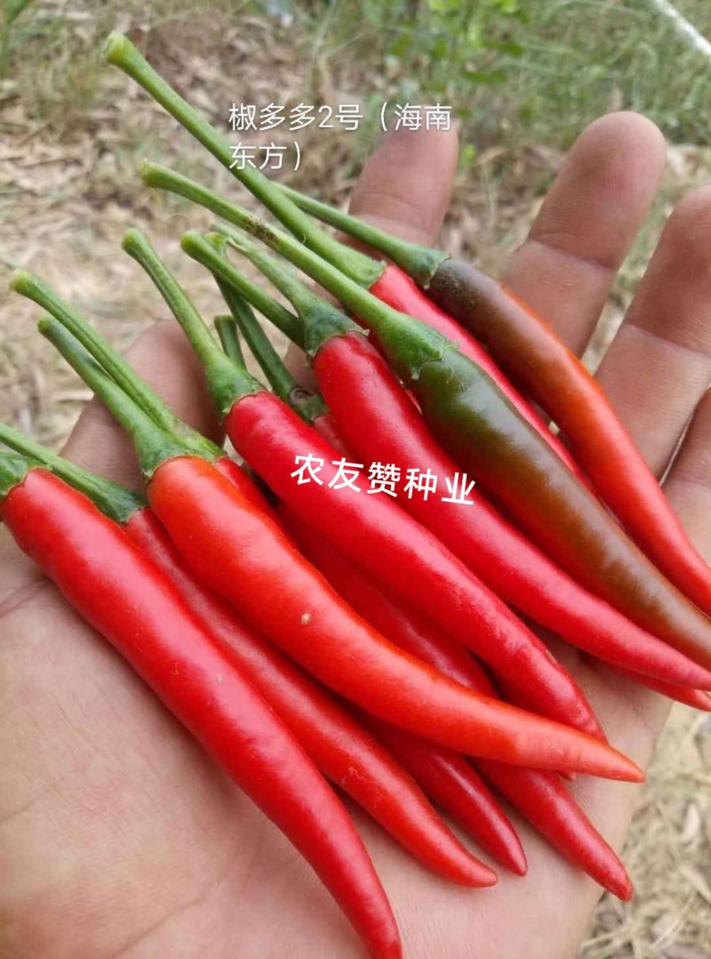 椒天下朝天椒种子大号单生朝天椒大果小米辣椒种子泰国进口