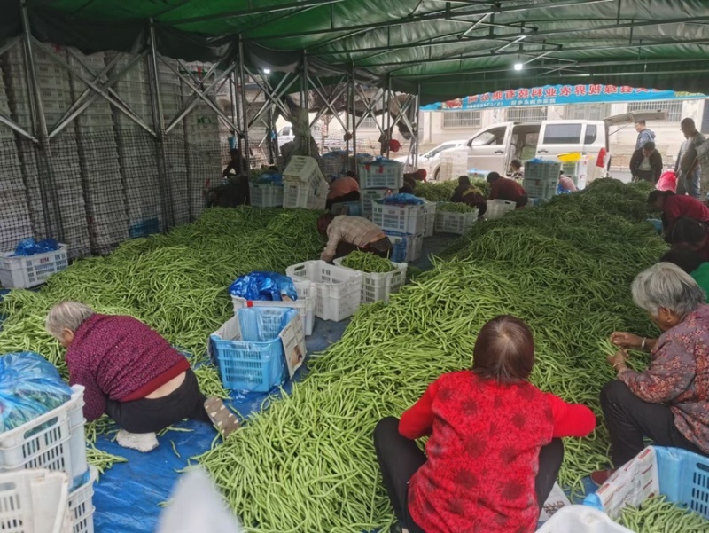 山西壶关架豆王大量上市