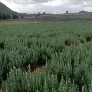 产地直供迷迭香西餐摆盘，纯露提取，烤肉专用鲜枝条