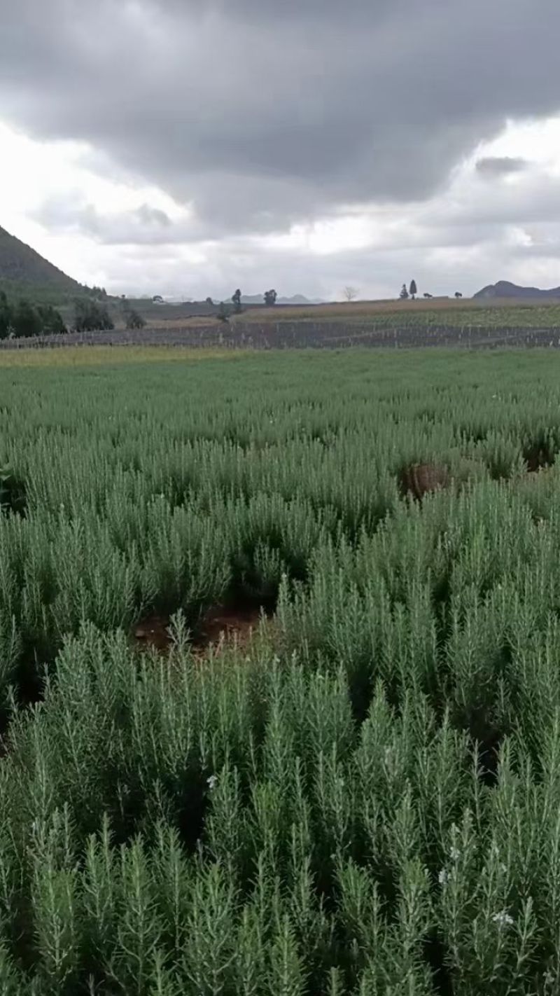 产地直供迷迭香西餐摆盘，纯露提取，烤肉专用鲜枝条