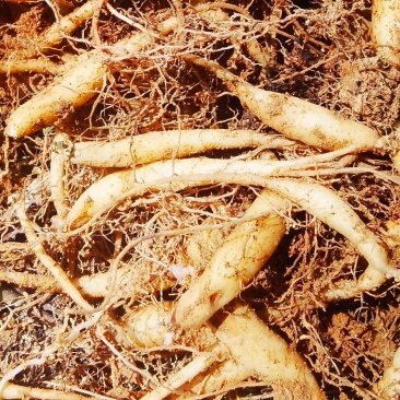 精品太子参高品质，量大从优产地直发欢迎各地客洽谈