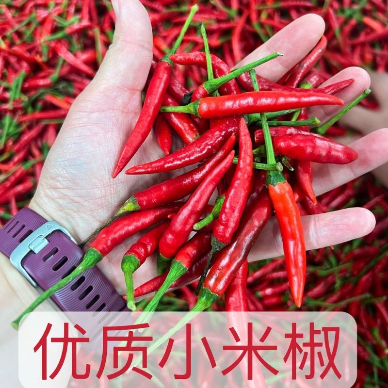 精品小米椒价格不高欢迎采购