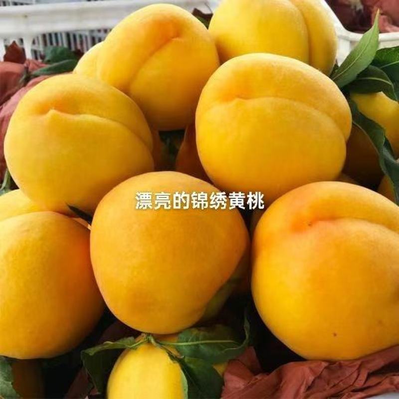 锦绣套袋黄桃个大果面好，需要老板速度联系我