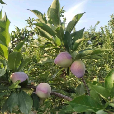 辽宁精品吉胜李子大量上市价格优惠欢迎咨询！