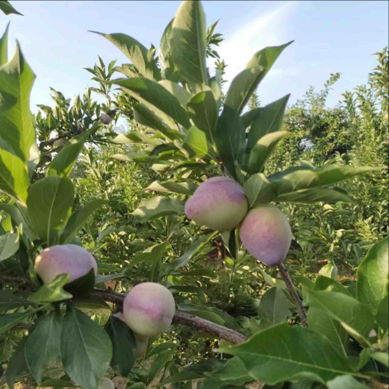 辽宁精品吉胜李子大量上市价格优惠欢迎咨询！