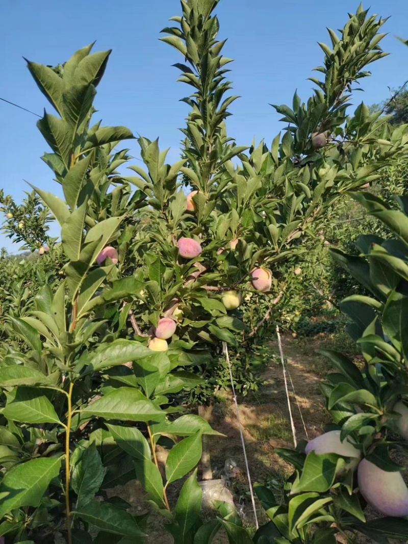 辽宁精品吉胜李子大量上市价格优惠欢迎咨询！