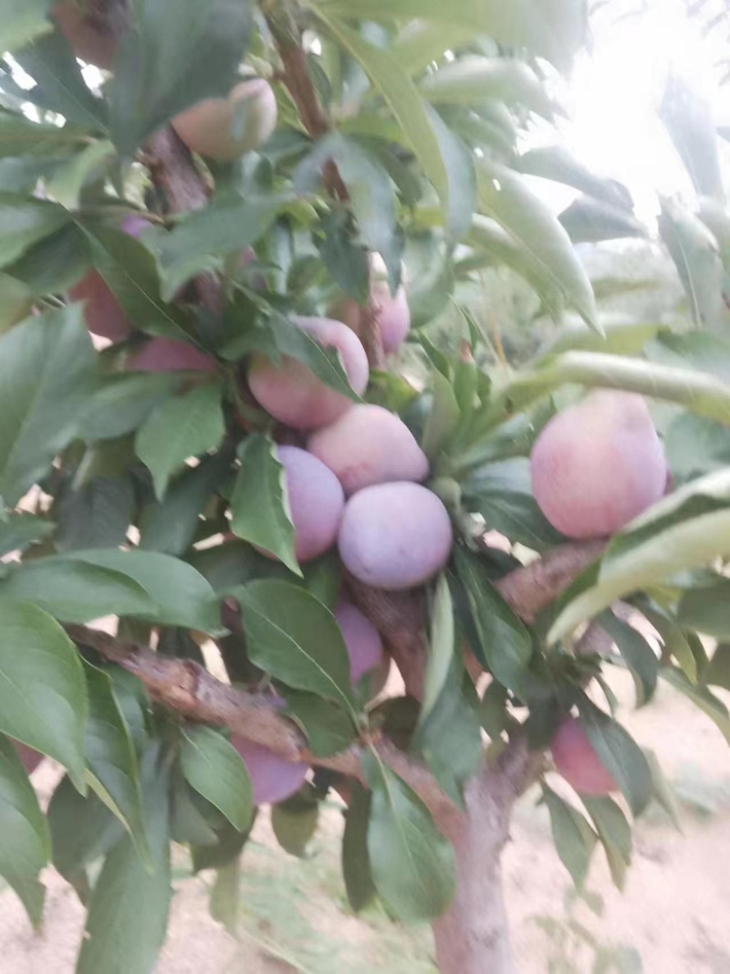辽宁精品吉胜李子大量上市价格优惠欢迎咨询！