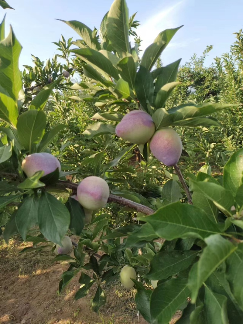 辽宁精品吉胜李子大量上市价格优惠欢迎咨询！