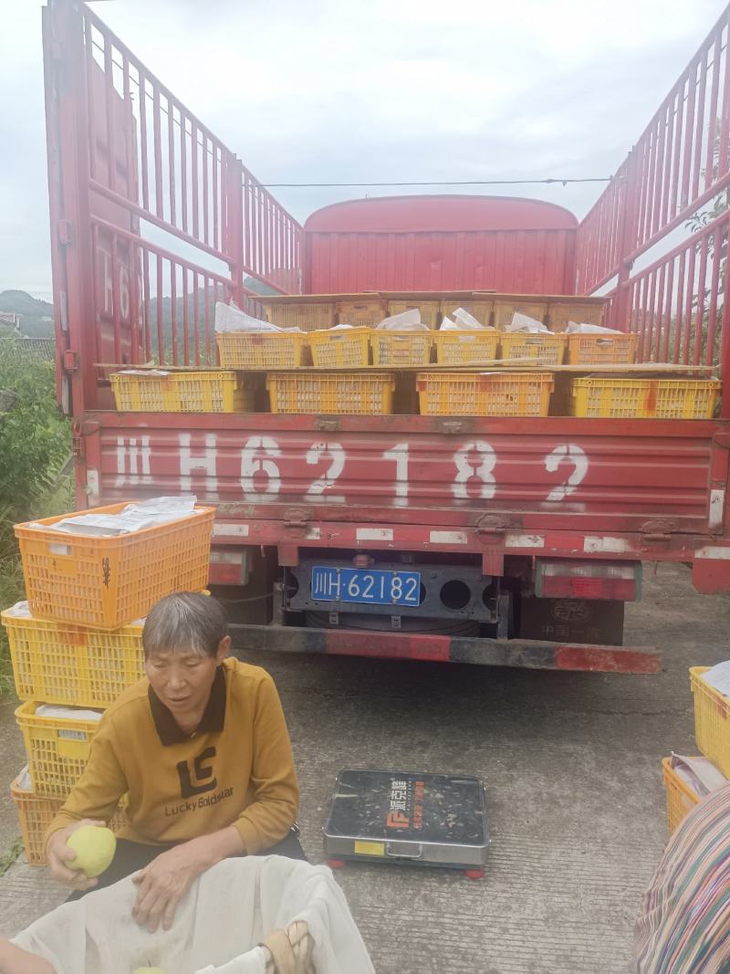 四川广元翠冠梨大量上市甜美化渣品质保证供商超平台市场