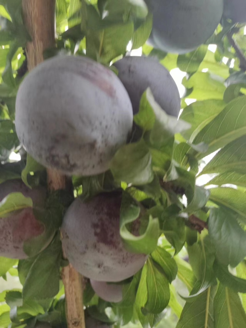 精品辽宁黑布朗李子现摘现发大量现货欢迎咨询！
