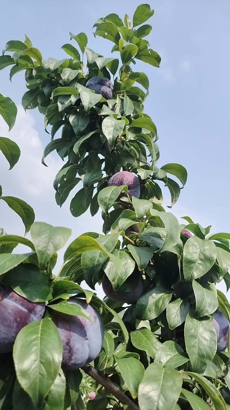 精品辽宁黑布朗李子现摘现发大量现货欢迎咨询！