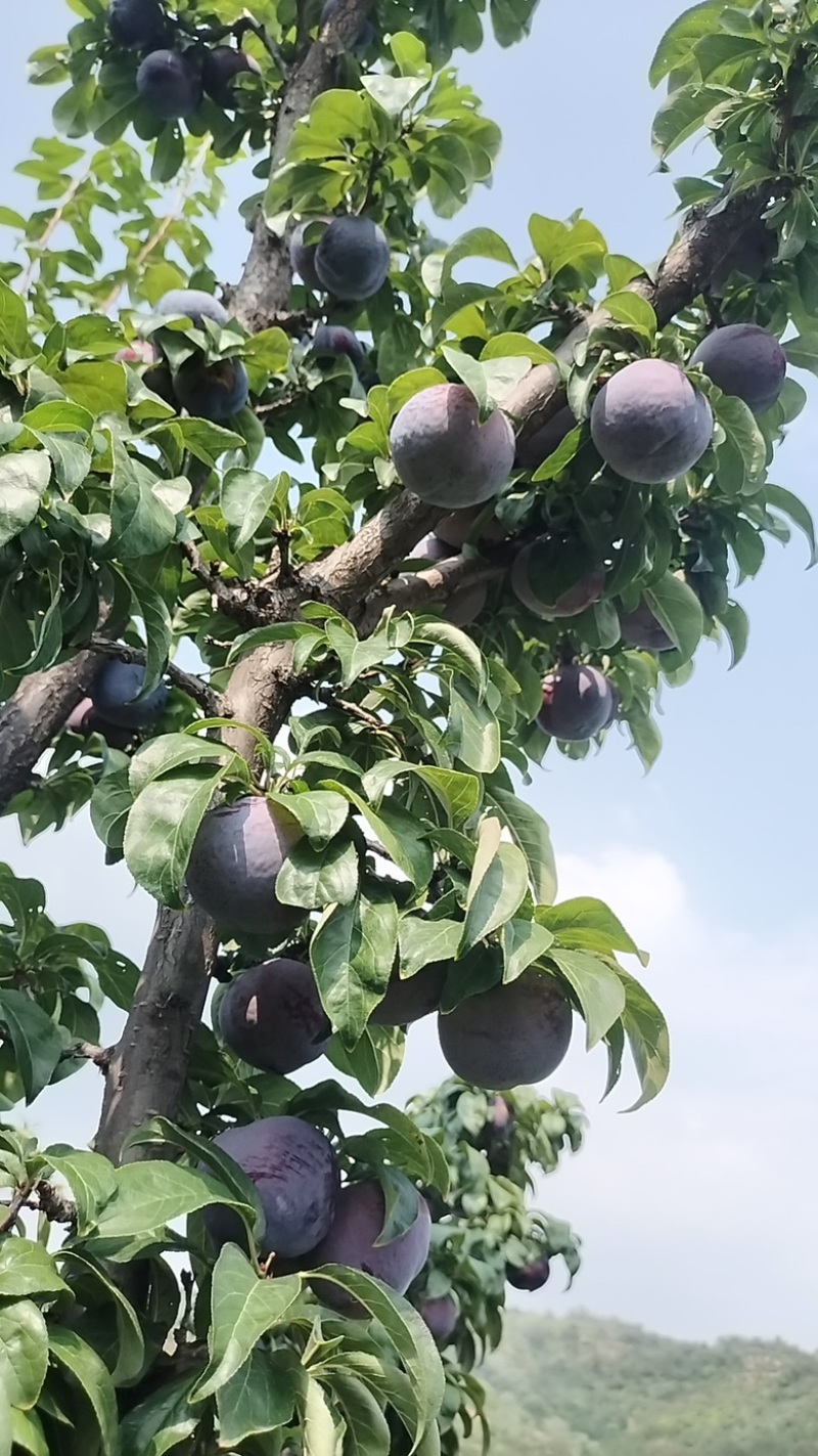 精品辽宁黑布朗李子现摘现发大量现货欢迎咨询！
