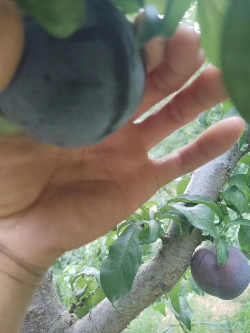 精品辽宁黑布朗李子现摘现发大量现货欢迎咨询！