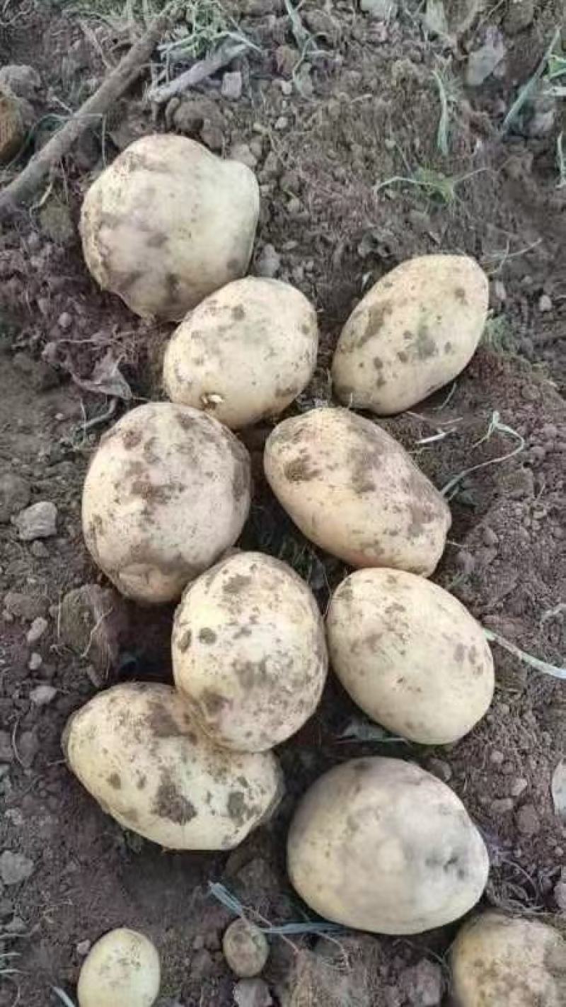 忻州市沃土土豆大量上市需要来电