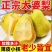 巴梨太婆梨薄皮丑梨大头梨茄子梨老婆梨