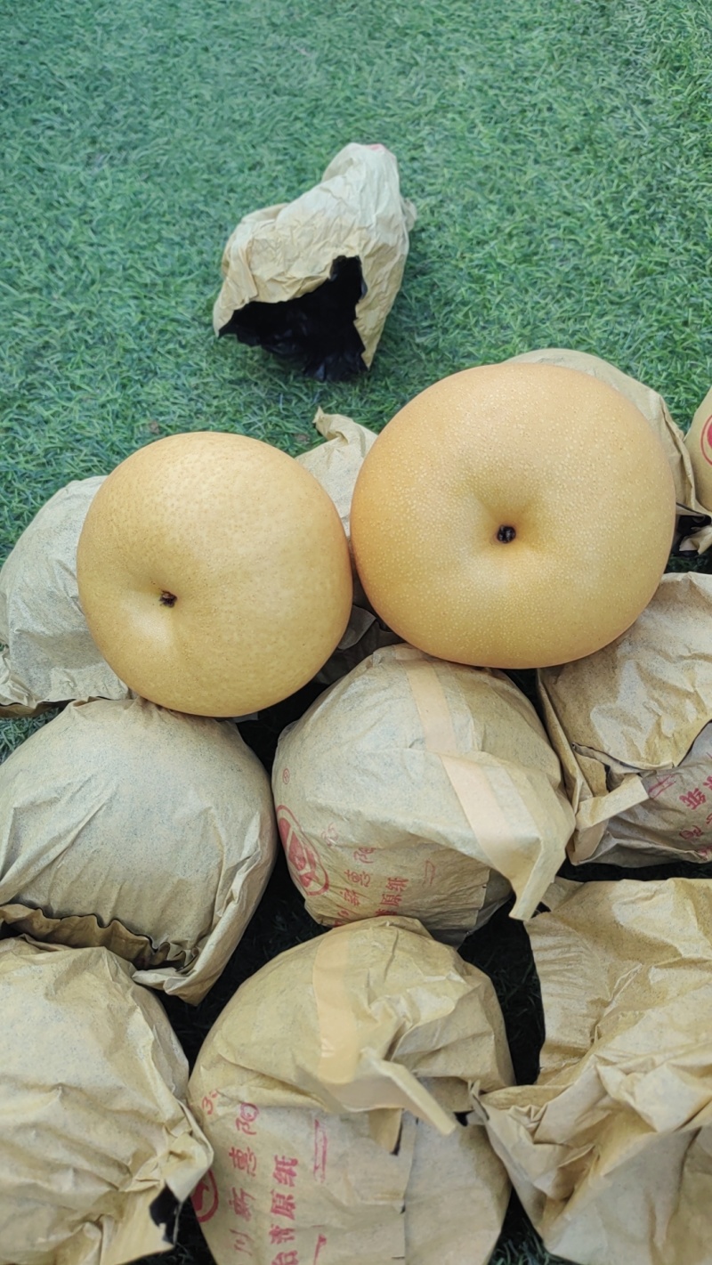 圆黄梨果型好，个头大，味道甜