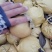 圆黄梨果型好，个头大，味道甜