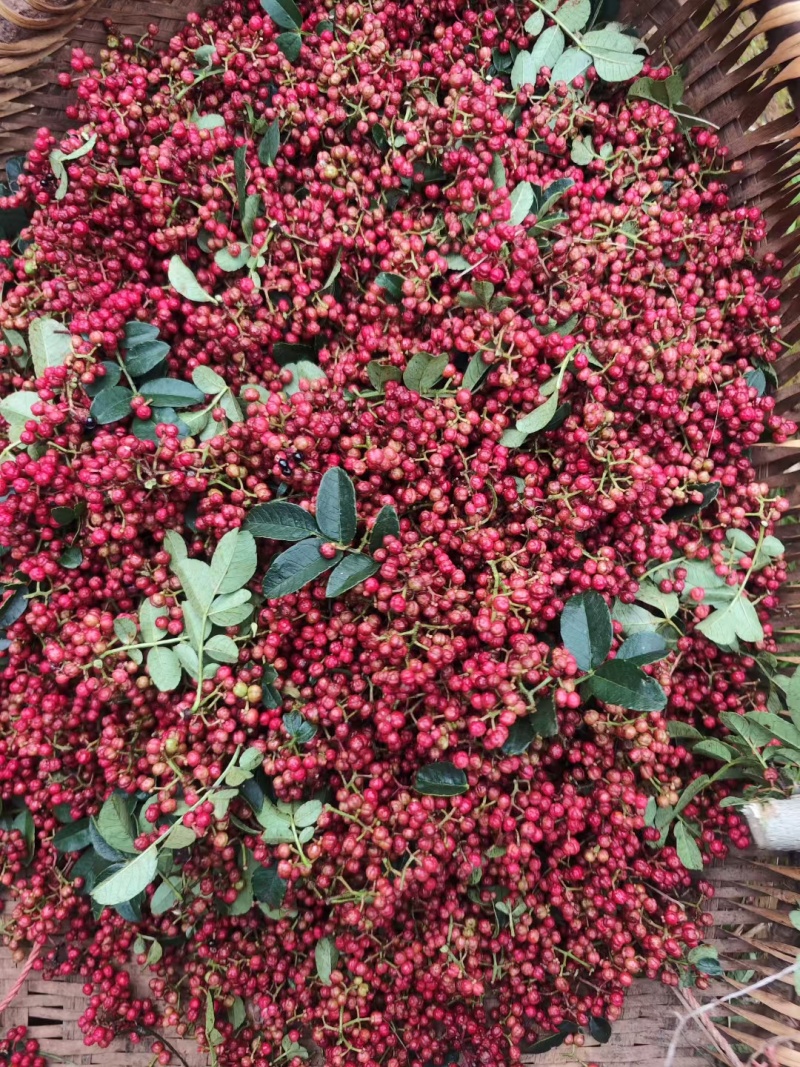 大凉山盐源红花椒，麻味十足。