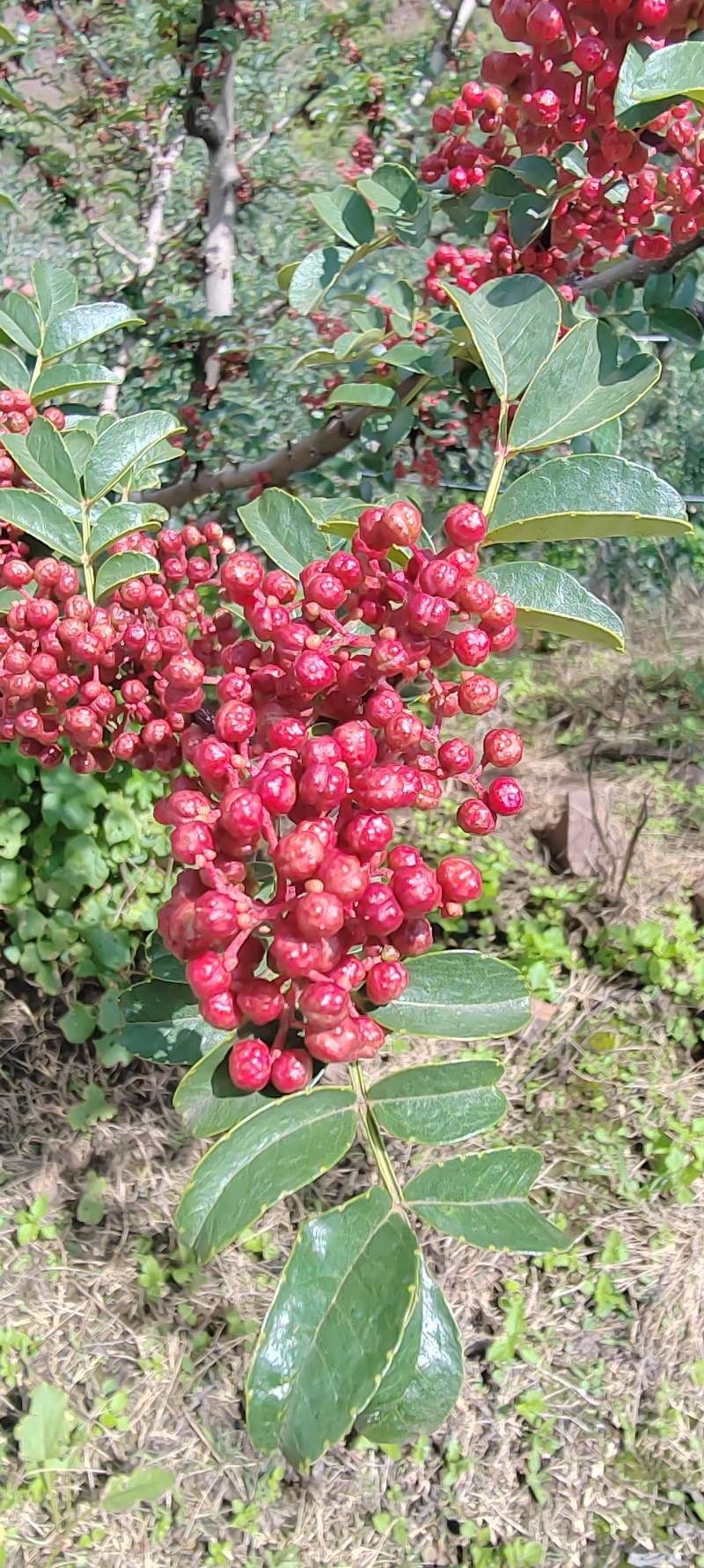 大凉山盐源红花椒，麻味十足。