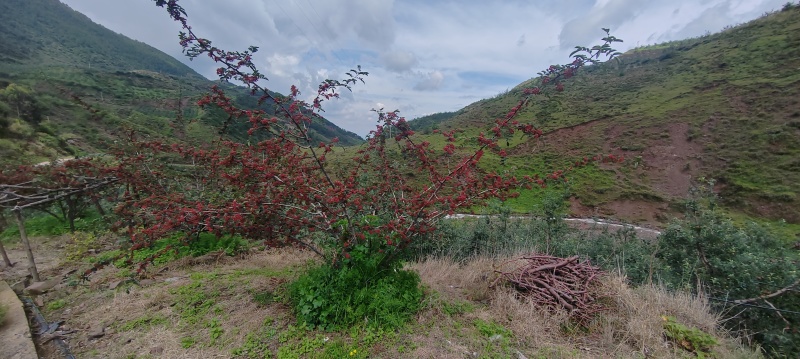 大凉山盐源红花椒，麻味十足。