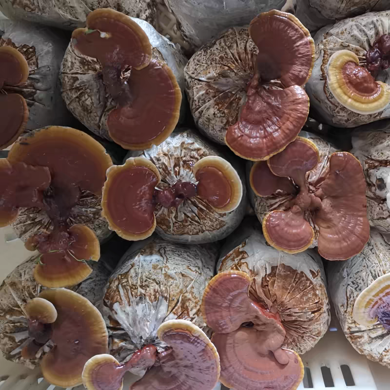 美芝长腿精品灵芝质量保证货源充足量大从优源欢迎咨询