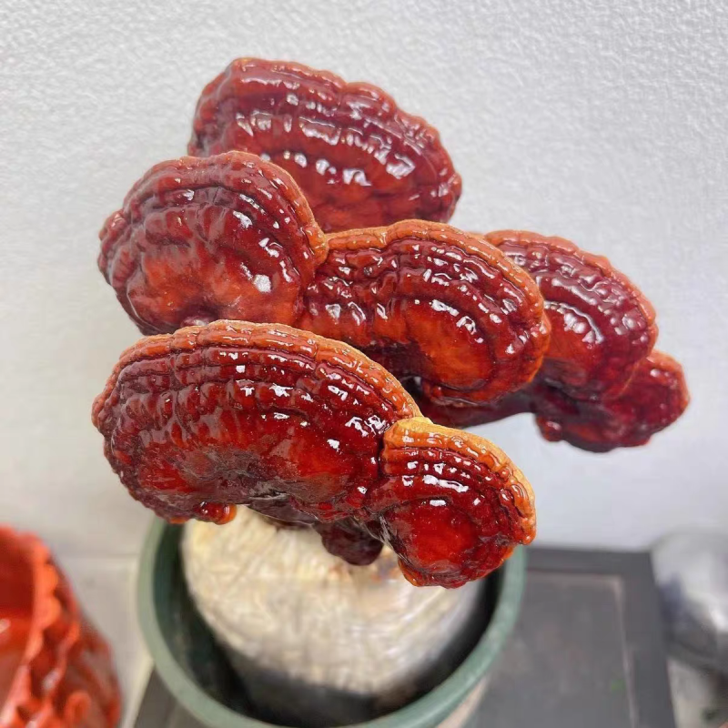美芝长腿精品灵芝质量保证货源充足量大从优源欢迎咨询