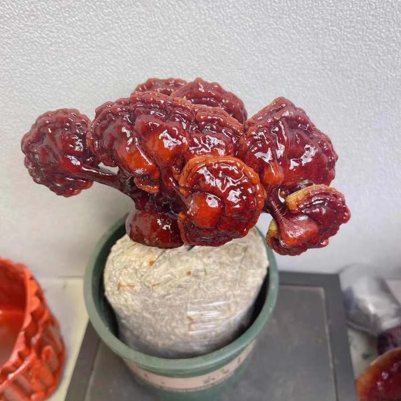 美芝长腿精品灵芝质量保证货源充足量大从优源欢迎咨询