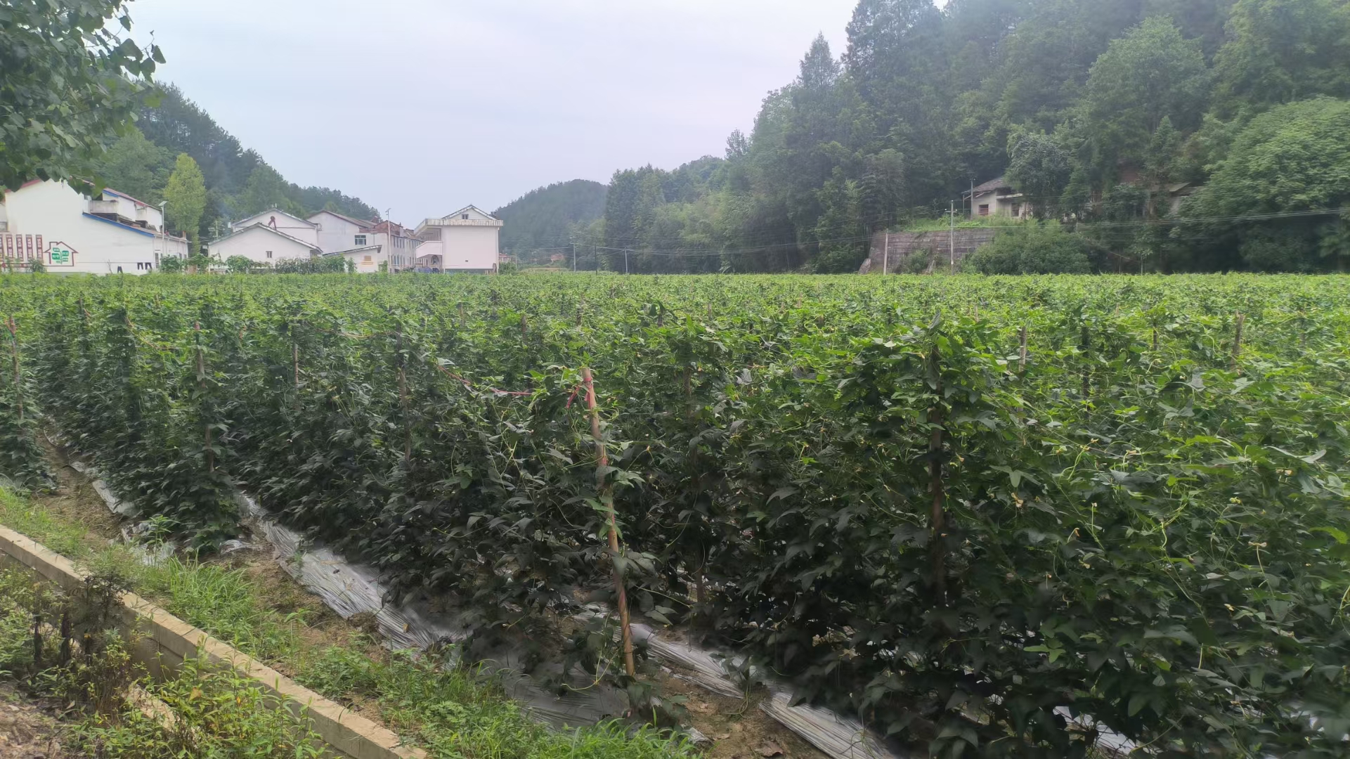 蚕豆田全景图，展示大面积种植的蚕豆植株