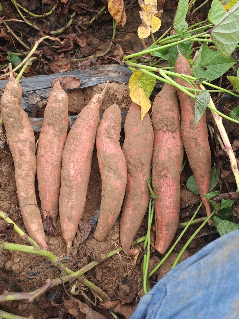 正宗白蜜薯红薯冰糖心白哈蜜地瓜红薯香甜无丝