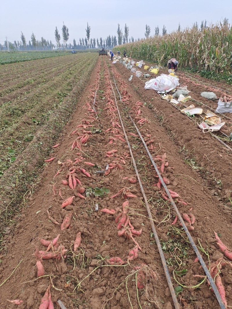 正宗白蜜薯红薯冰糖心白哈蜜地瓜红薯香甜无丝