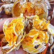 兴化螃蟹六月黄规格齐全精品通货按需分拣。