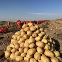 土豆，又名沃土五号，大量上市，全年有货，现挖现上车